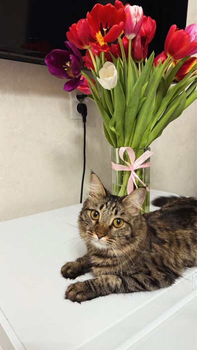 СРОЧНО!Отдам кошку в хорошие руки