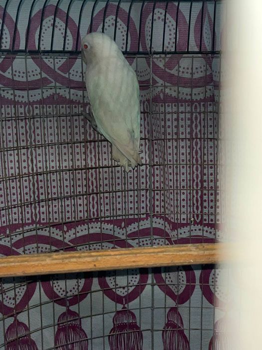 Продаються попугай порода неразлучники