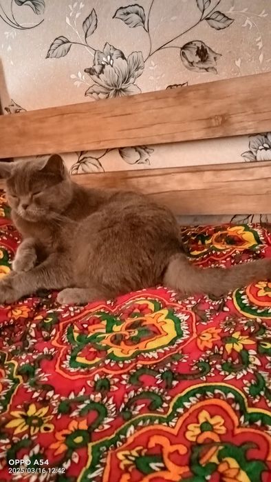 Zoti. Britanskiy Jinsi urgʻochi, holati sogʻlom
Jinsi: urg‘ochi (qiz b