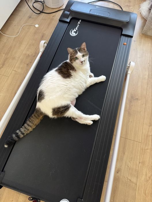 Бягаща Пътека (за ходене и тичане)