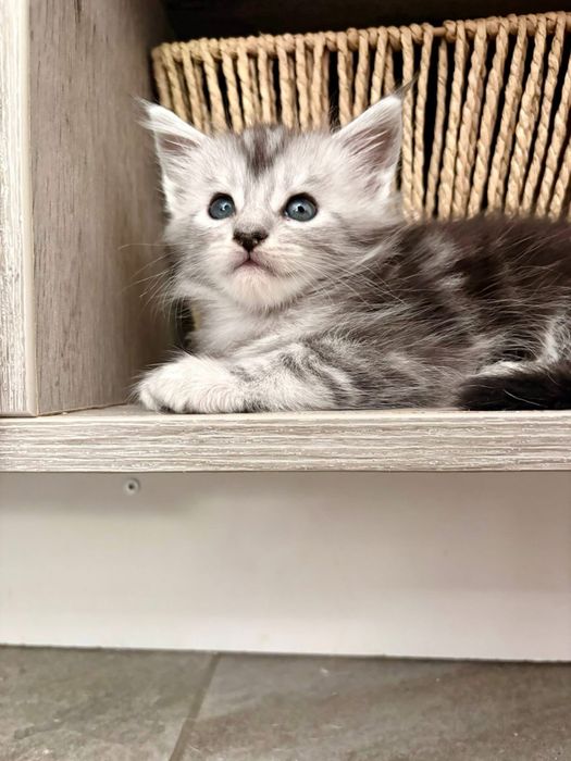 Maine coon cu pedigree