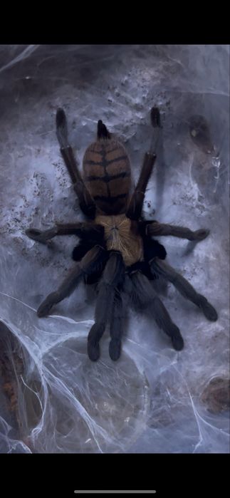 Паук птицеед самка