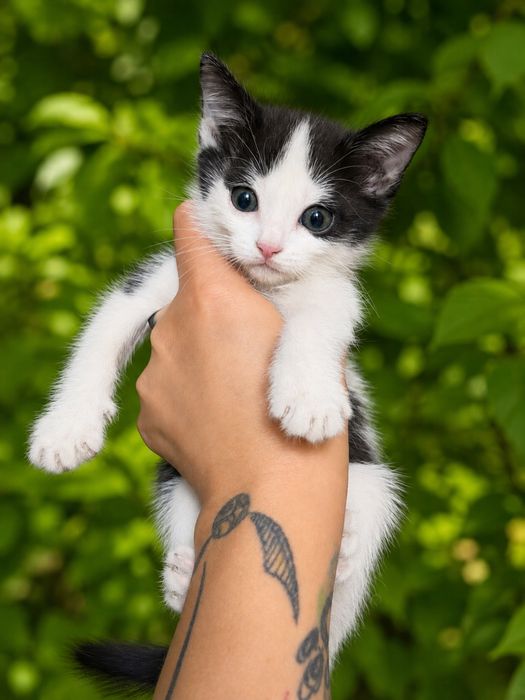 Отдам котят в хорошие руки