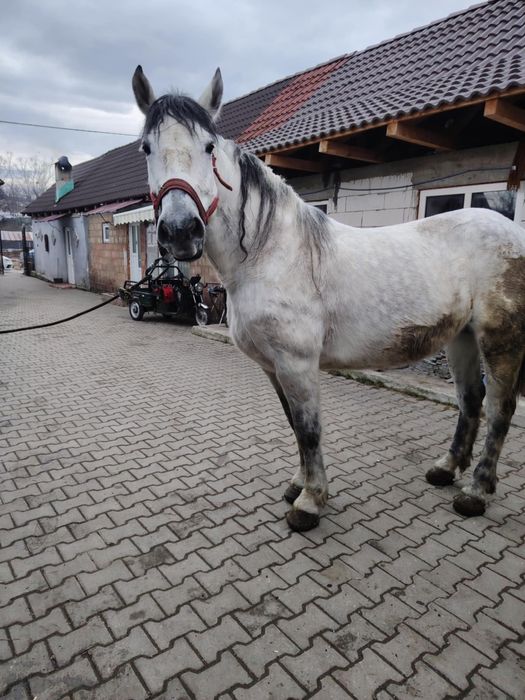 Vand o iapa de 7 ani garantat de ham si 6 oi gestante