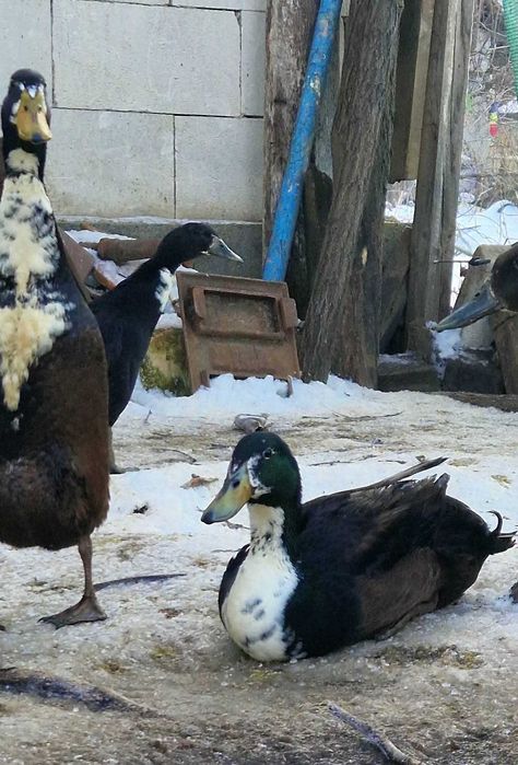 Rațe indiene pentru grădină