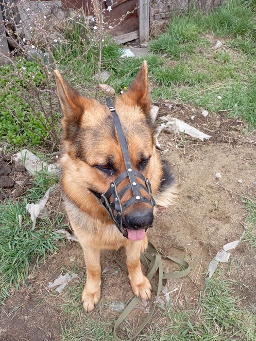 Животные вязка собак