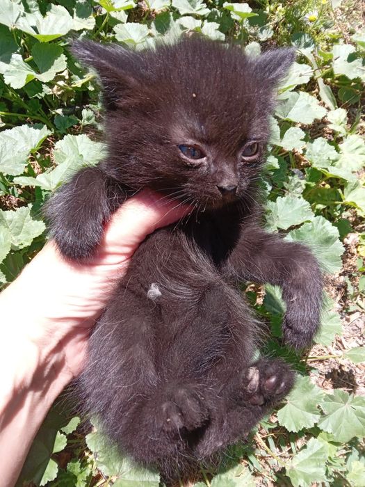 Отдам       котят