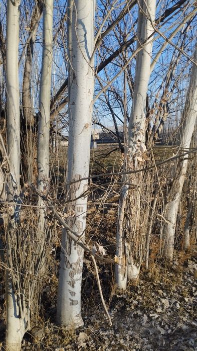 Terak sotiladi har xil razmerda