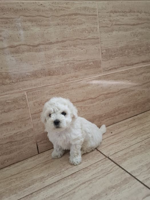 Bichon  Maltez 8 săptămâni !