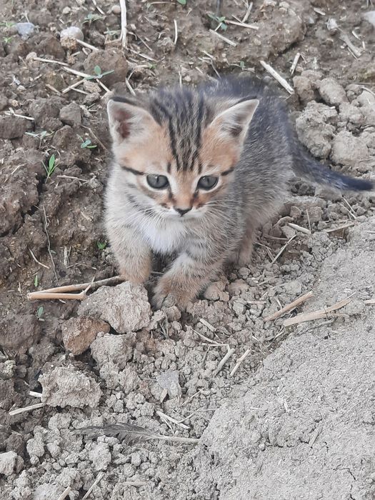 Отдам котят в добрые руки