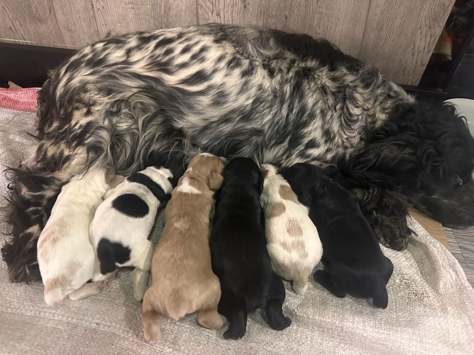 Щенки охотничьего спаниеля