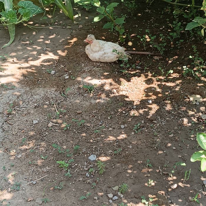 Yapon toʻvogʻi sotiladi