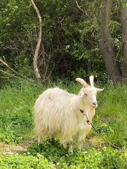 Capră de vânzare