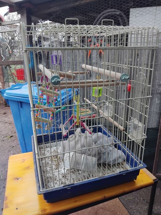 Colivie pentru perusi ,agapornis,micul alexandru