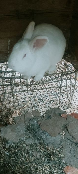 Quyon sotiladi vilikan