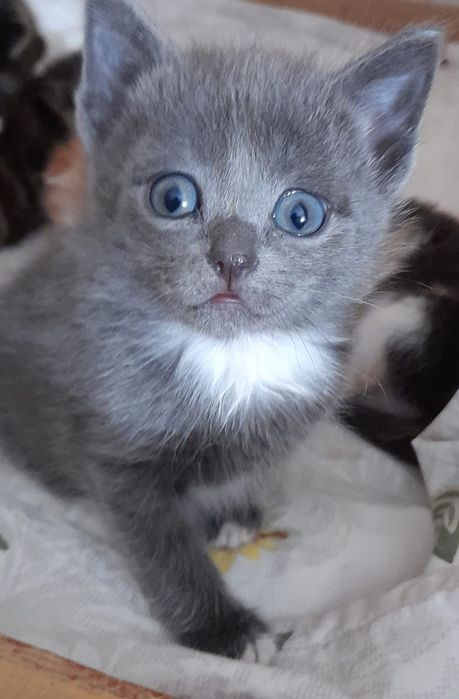 Отдам кошечку1мес