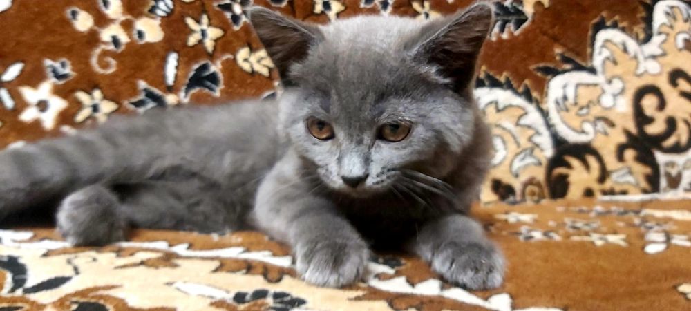 Шотландские котята
