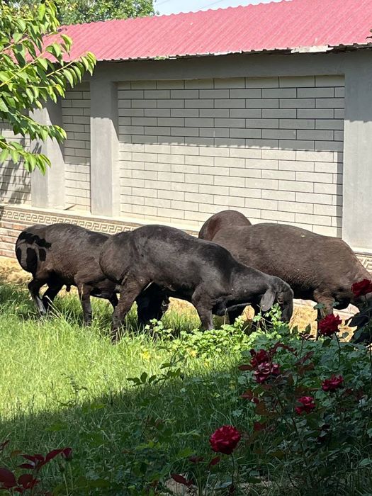 Мен абайсызда біреудің далада жатқанын түсіріп алдым.
