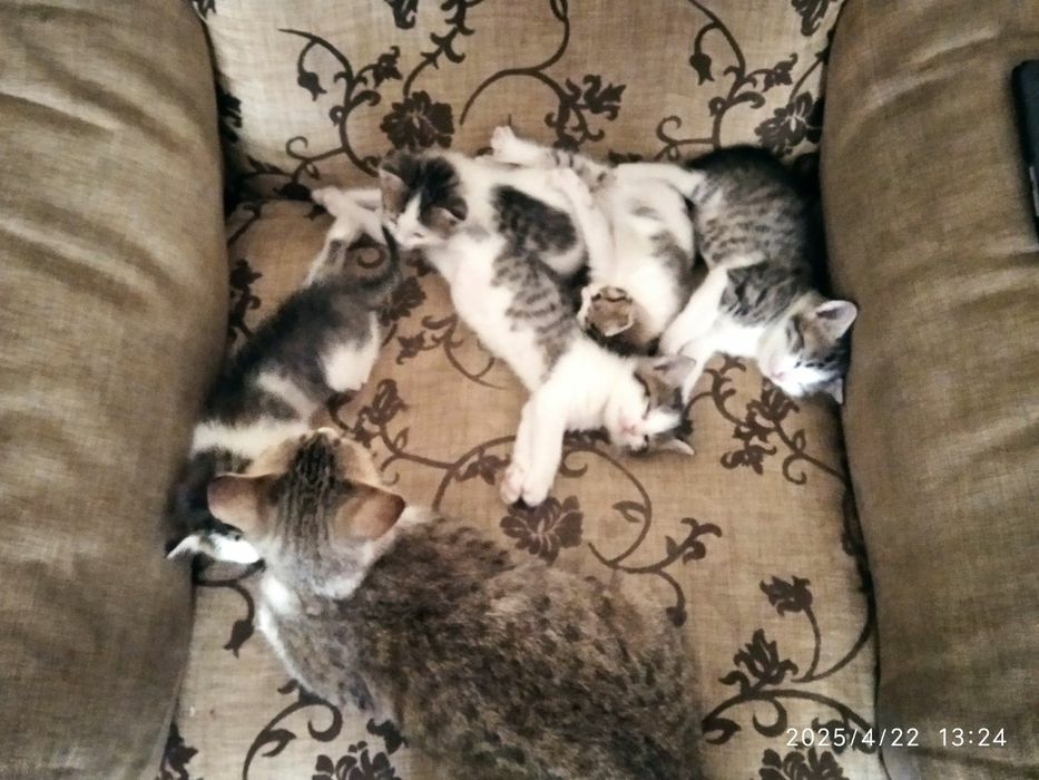 Mushuk bolalari onasi hadiyaga beriladi yahshi qollarga