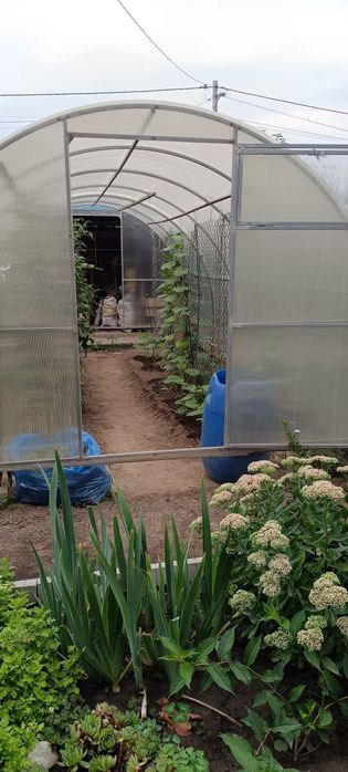 Теплица. 6 на 3 и 2 метра высота.