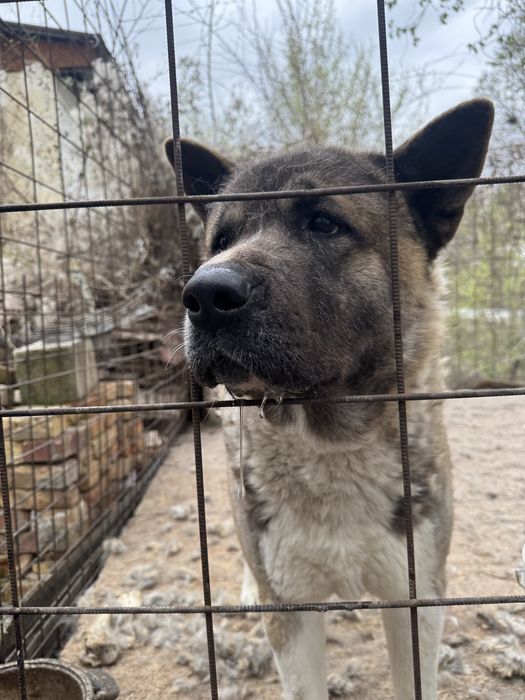 Вязка Чистокровная американская акита.