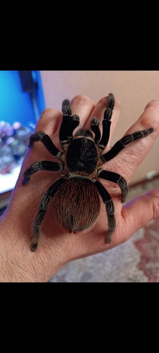 Брахипельма ваганс.