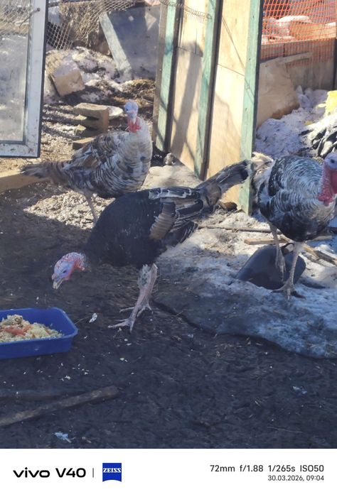 Индюк , продам 2 штутки