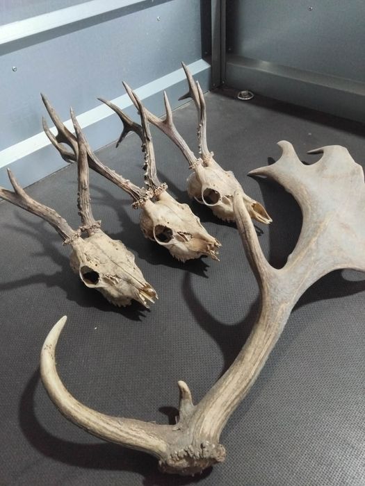 Продавам рога  по 15euro