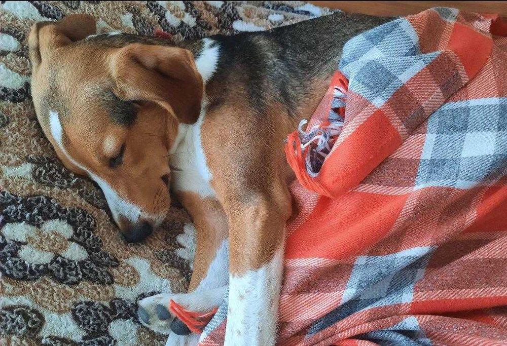 Барни в ответственные руки