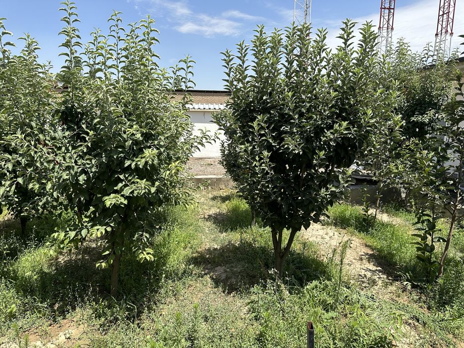 Тошкент Шахар янгихаёт туманида жойлашган 6,07 сотик нотурар бино