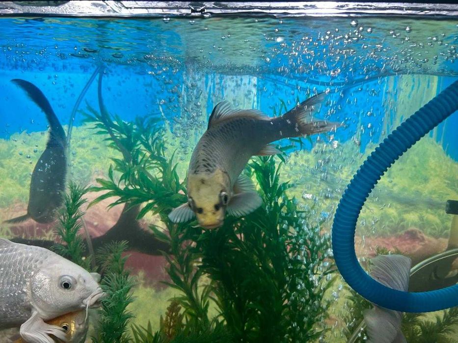 Аквариум 250 литр