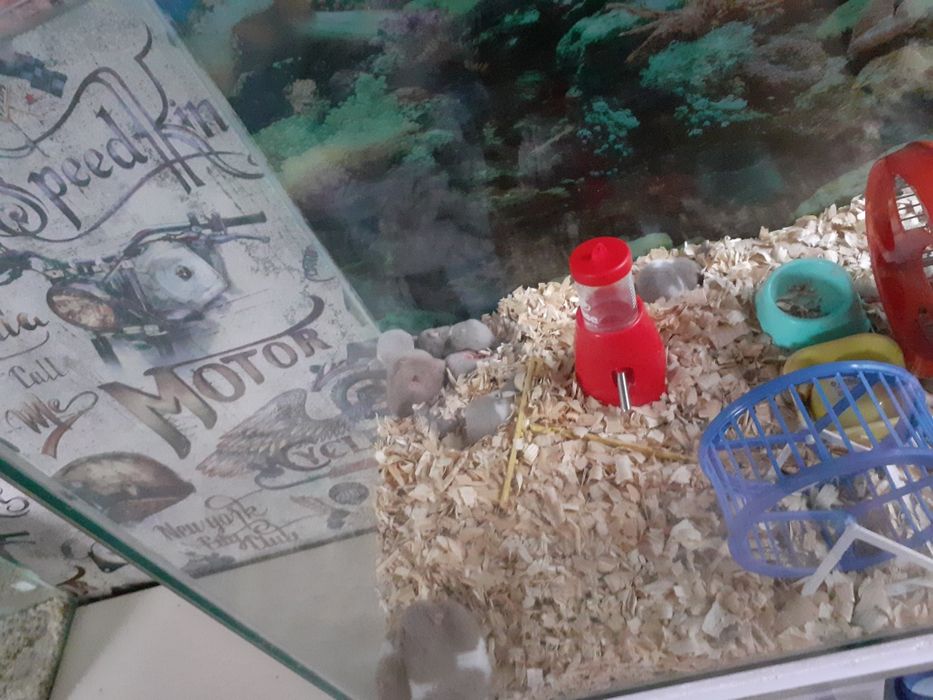 Сирийские хомяки