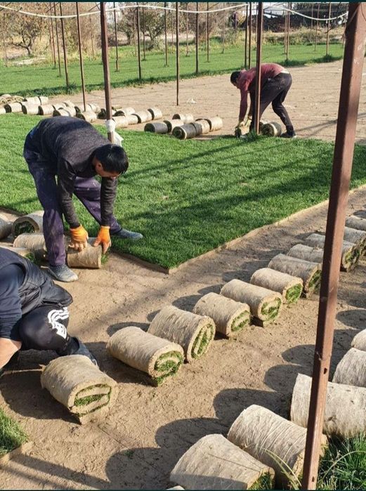 Газон рулонный жонсин