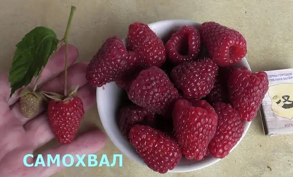 Продам саженцы малины ремонтантные сорта