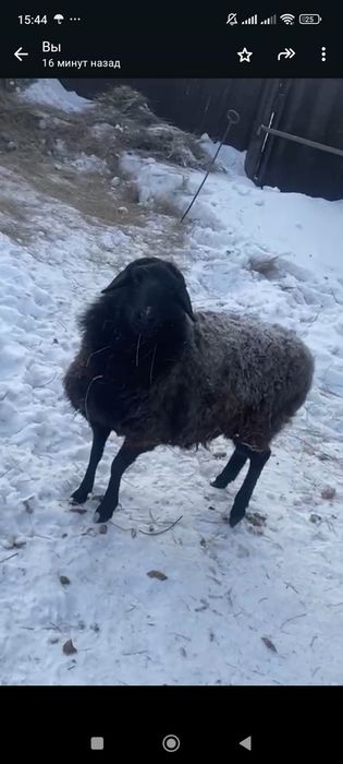 Продам Овечку...