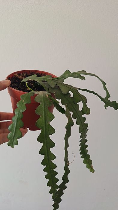Эпифиллум 'fishbone cactus