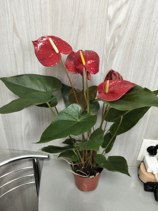 Продам сортовые  антуриум (мужское счастье)