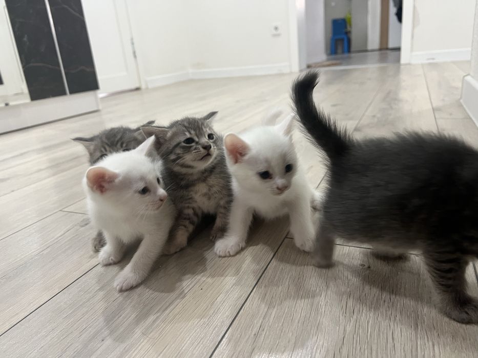 Котята бесплатно