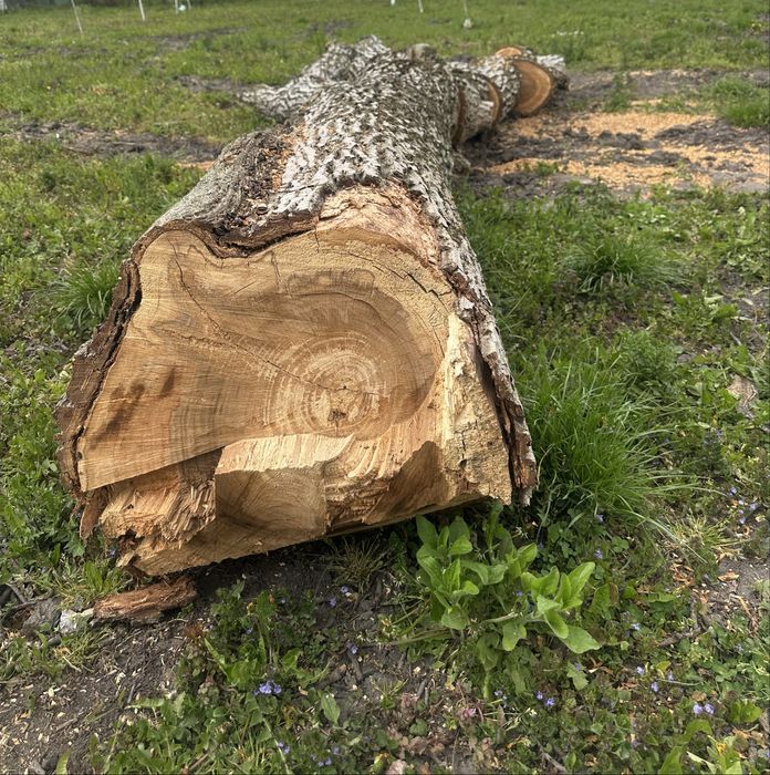 Vand lemn de nuc - trunchi