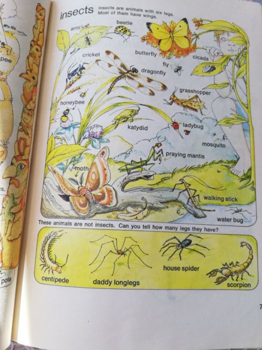 Английски за деца с картинки