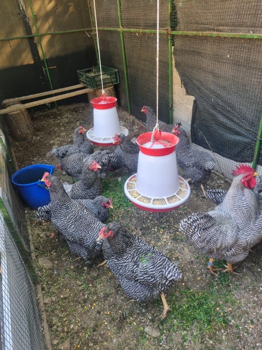 Vand gaini de rasa plaimut si hampshire