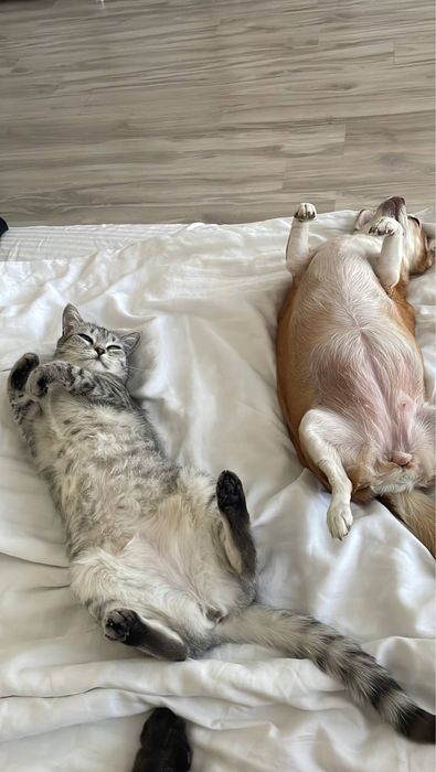 Отдам котов в добрые руки