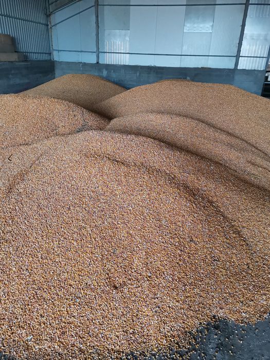 Porumb graunte boabe