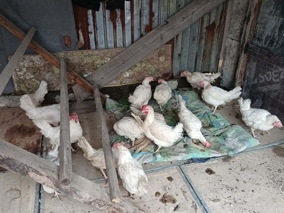 продам куры несушки