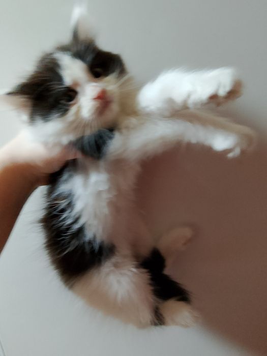 Хорошая киса добрая и ласковая