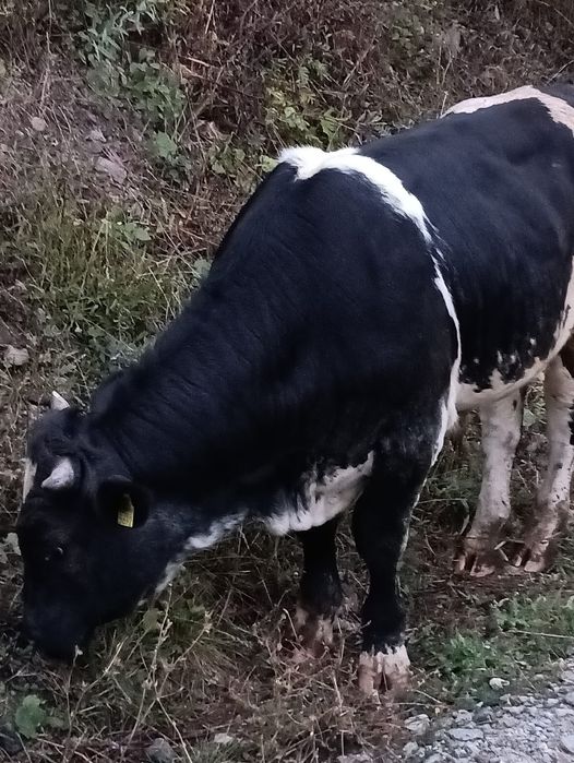 Vând vițel metiș albastru belgian