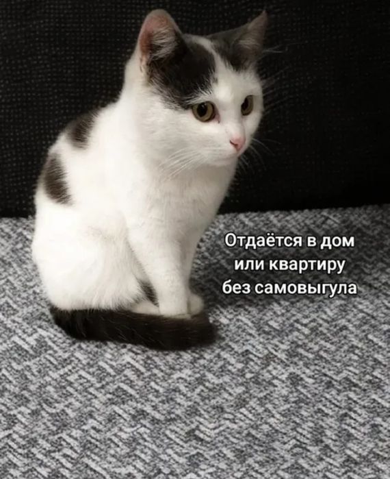Котёнок ищет дом!