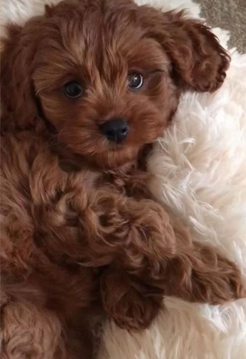 Cavapoo Red Băiat