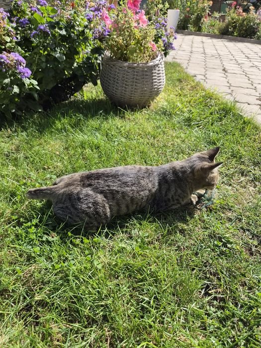 Кошка в добрые руки
