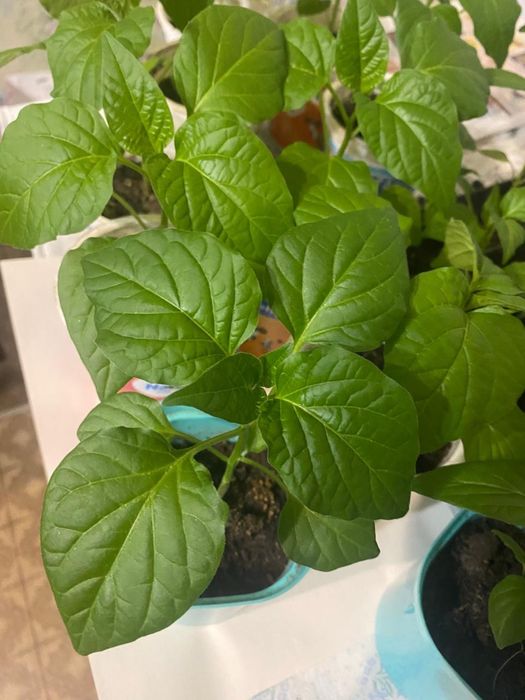 Рассада острого перца